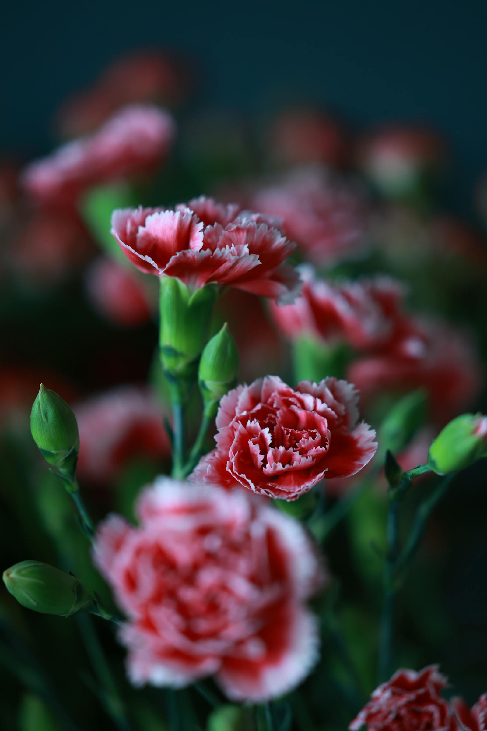Clavel