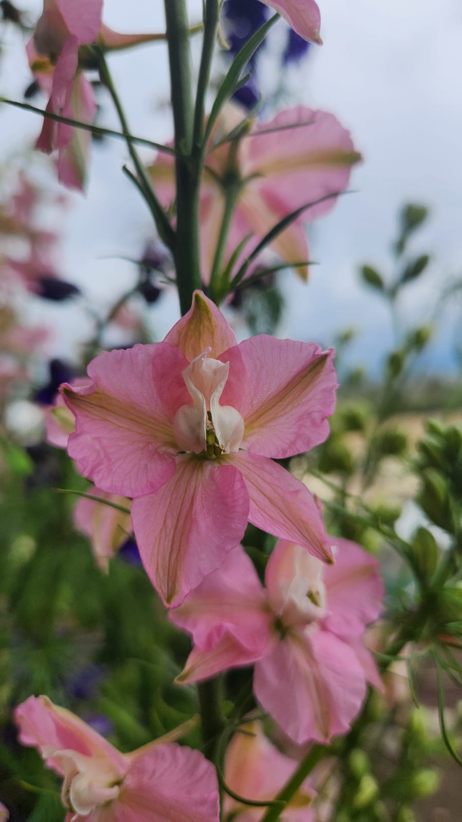 Larkspur Pink
