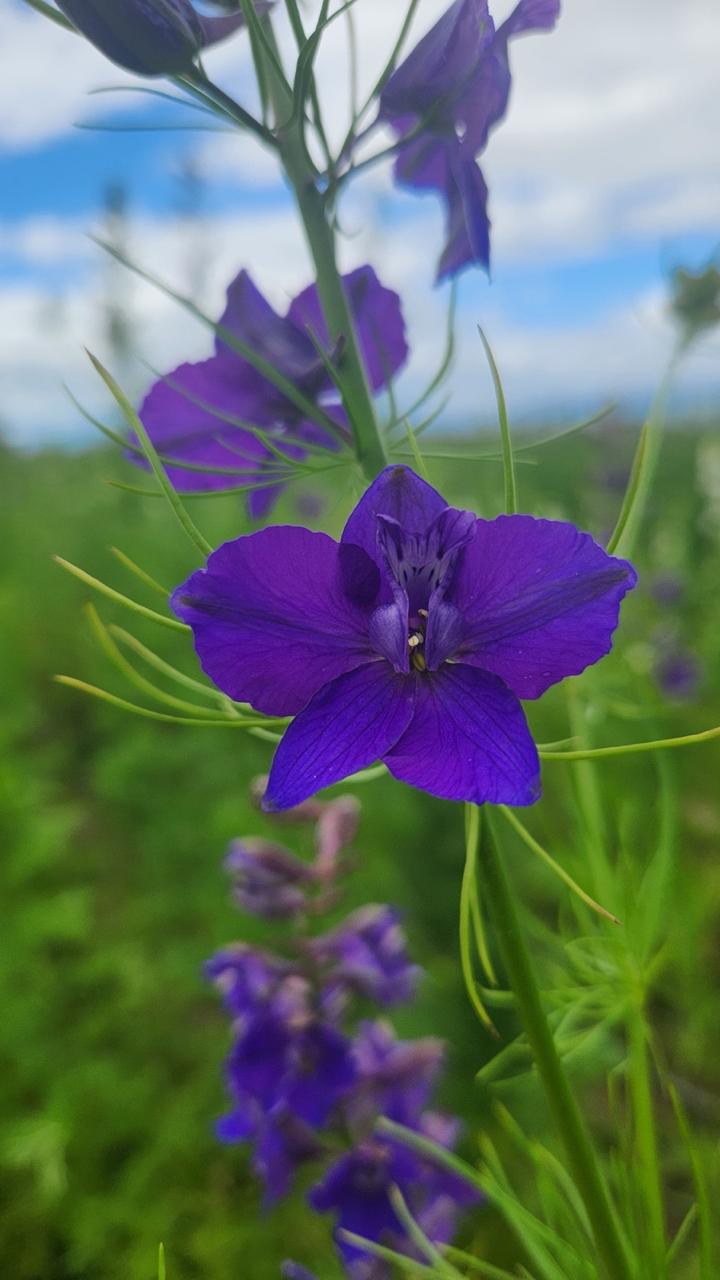 Larkspur Purple