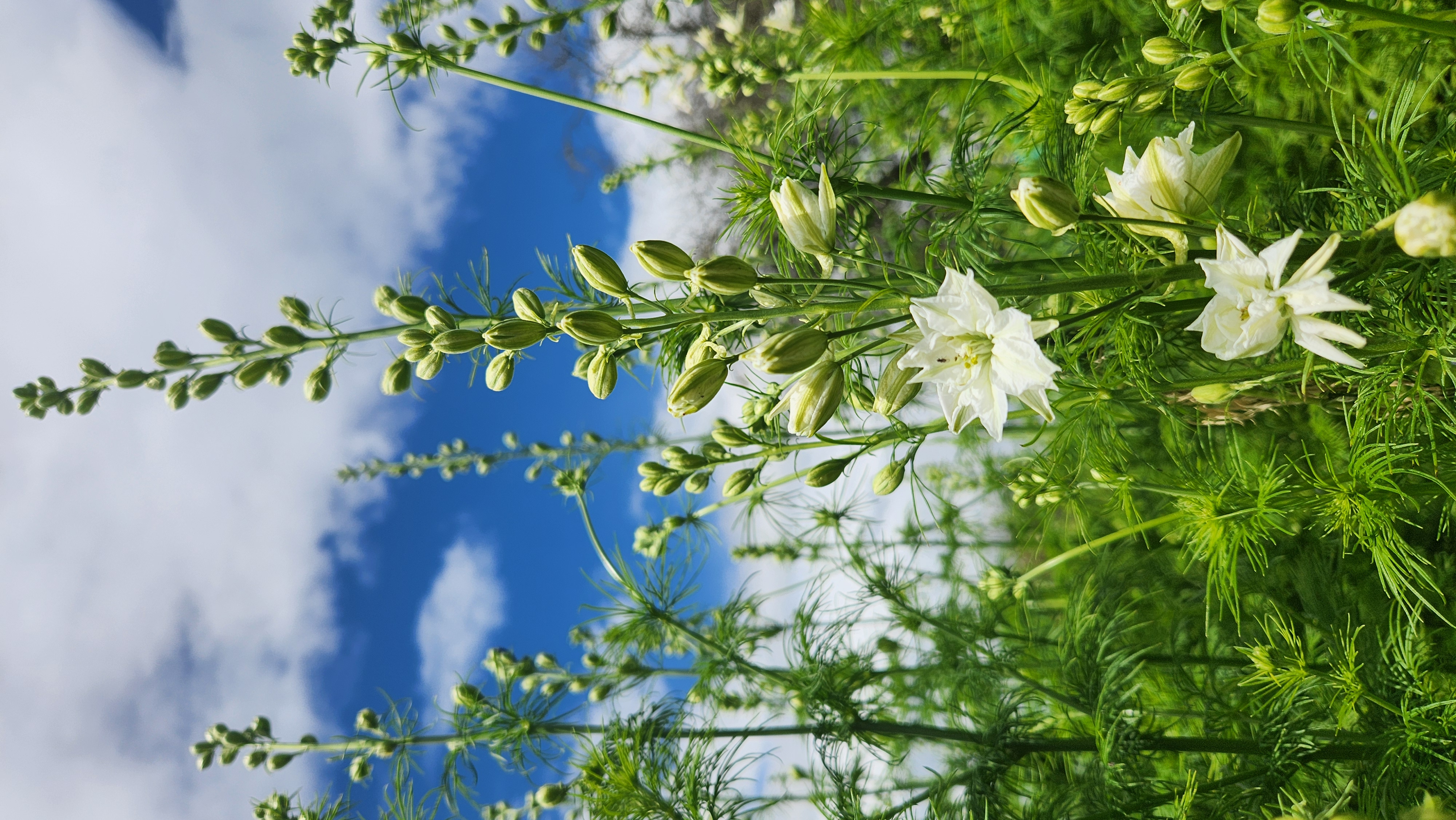 Larkspur White